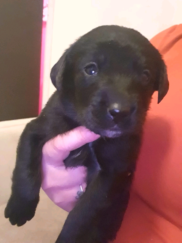 gumtree black labrador puppies